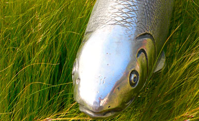 ip攻击器网页版ddos